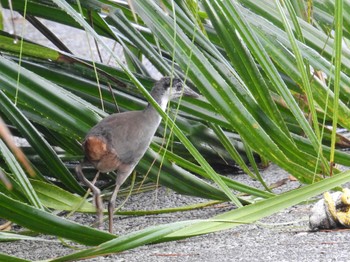 White-breasted Waterhen Iriomote Island(Iriomotejima) Fri, 6/3/2022