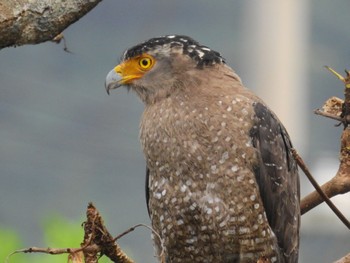 Crested Serpent Eagle Iriomote Island(Iriomotejima) Sun, 6/5/2022