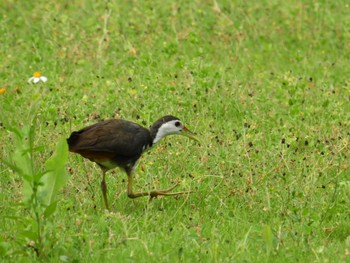 White-breasted Waterhen Iriomote Island(Iriomotejima) Sat, 6/4/2022