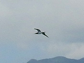 Brown Booby Iriomote Island(Iriomotejima) Fri, 6/3/2022