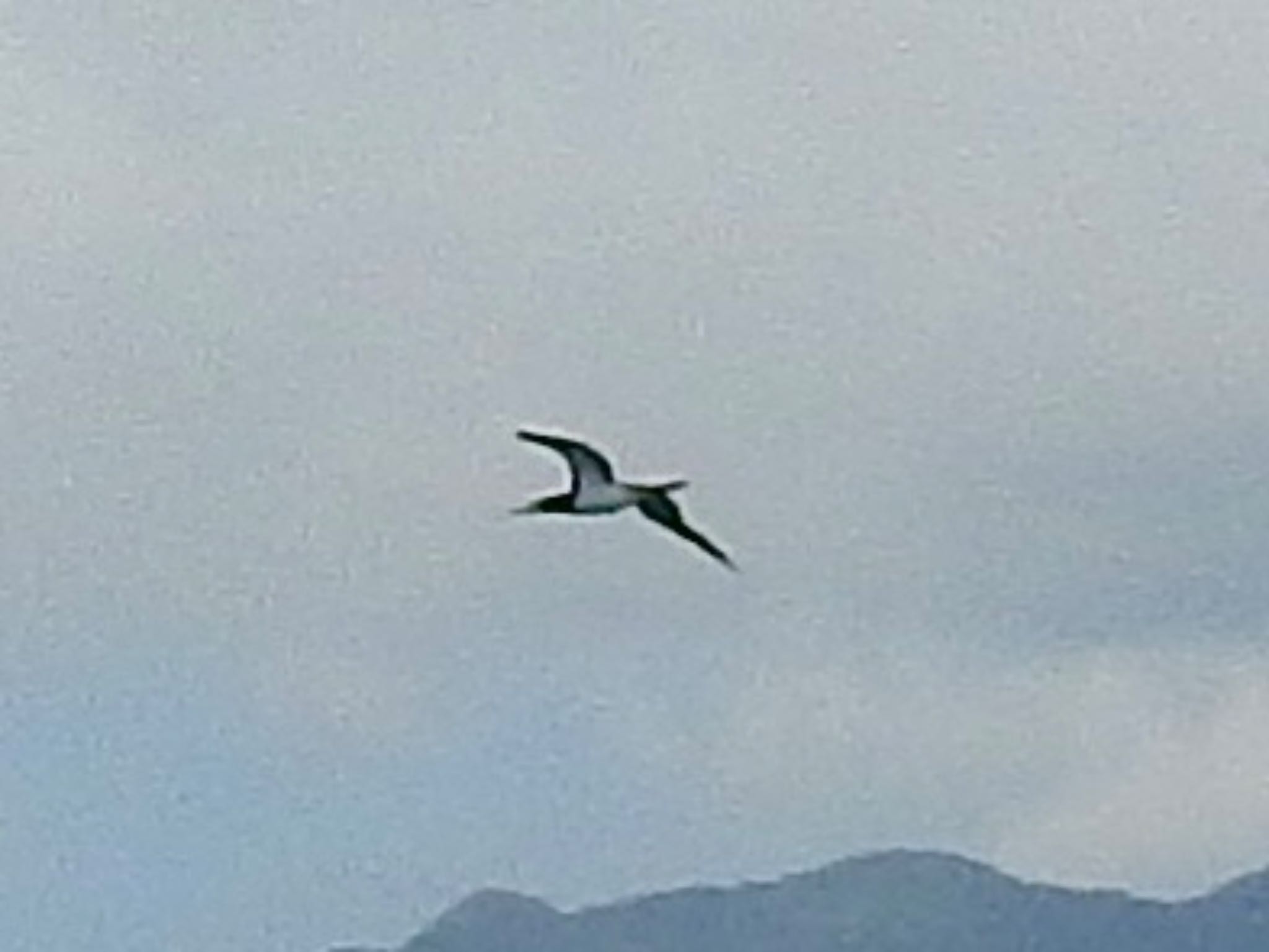 Brown Booby