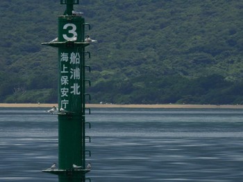 ベニアジサシ 西表島 2022年6月3日(金)