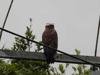 Crested Serpent Eagle Iriomote Island(Iriomotejima) Sat, 6/4/2022