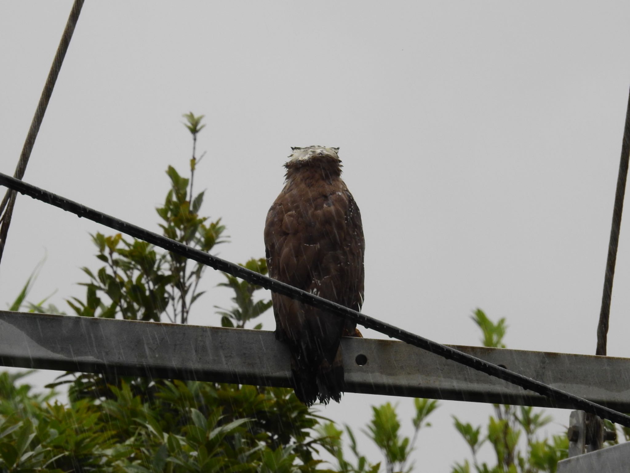 Photo of Crested Serpent Eagle at Iriomote Island(Iriomotejima) by 🐟