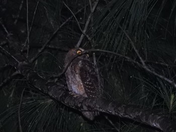 Ryukyu Scops Owl Iriomote Island(Iriomotejima) Sat, 6/4/2022