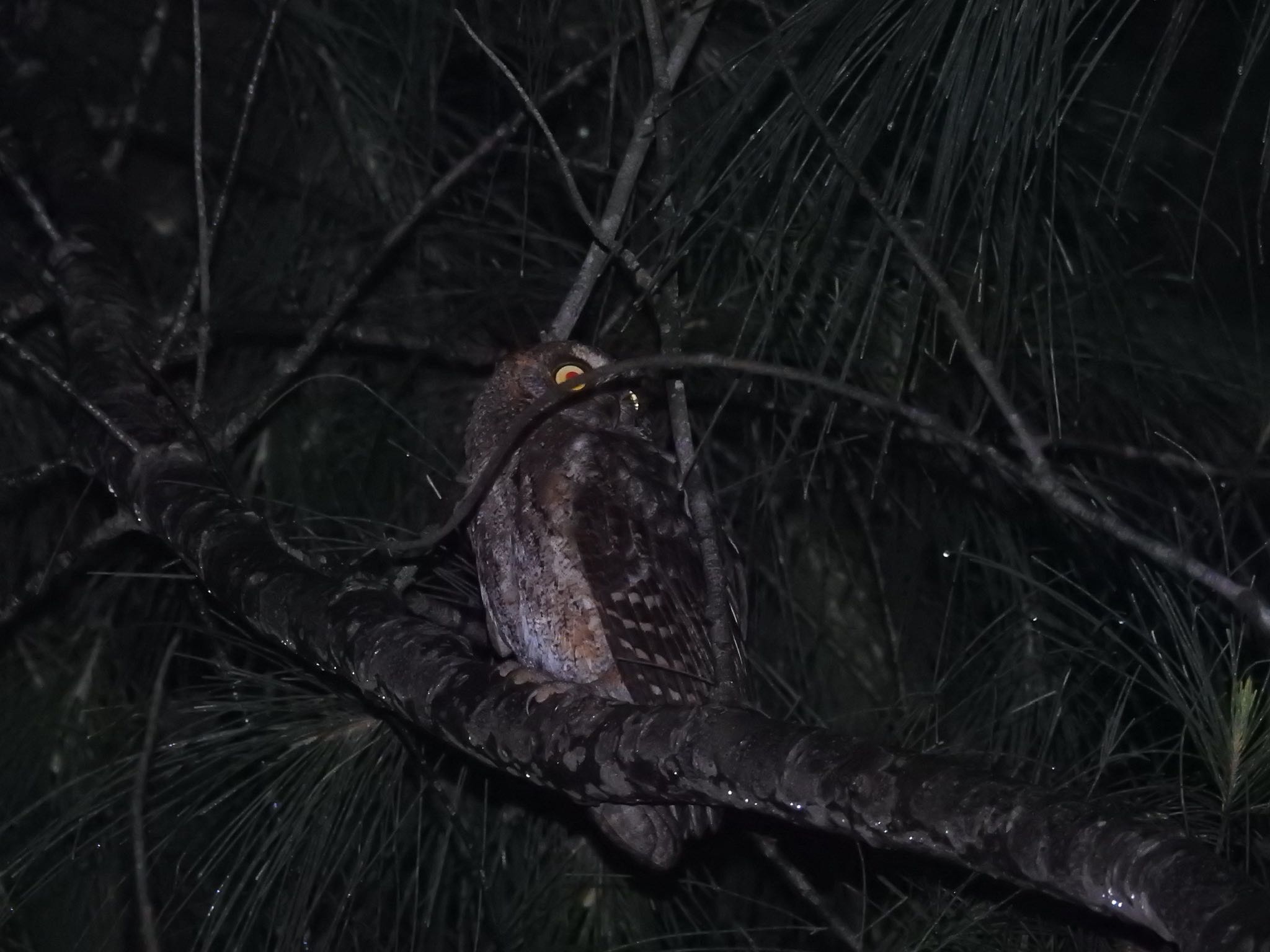 Photo of Ryukyu Scops Owl at Iriomote Island(Iriomotejima) by 🐟