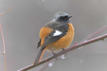 Thu, 1/4/2018 Birding report at 滋賀県近江富士花緑公園