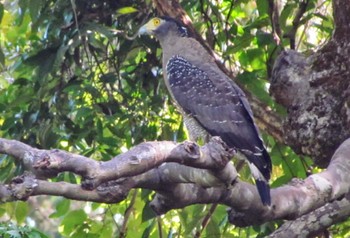 Crested Serpent Eagle Langkawi Island(General Area) Unknown Date