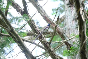 サンコウチョウ 矢田山 2022年6月19日(日)