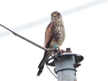 2022年6月18日(土) 金井遊水地(金井遊水池)の野鳥観察記録