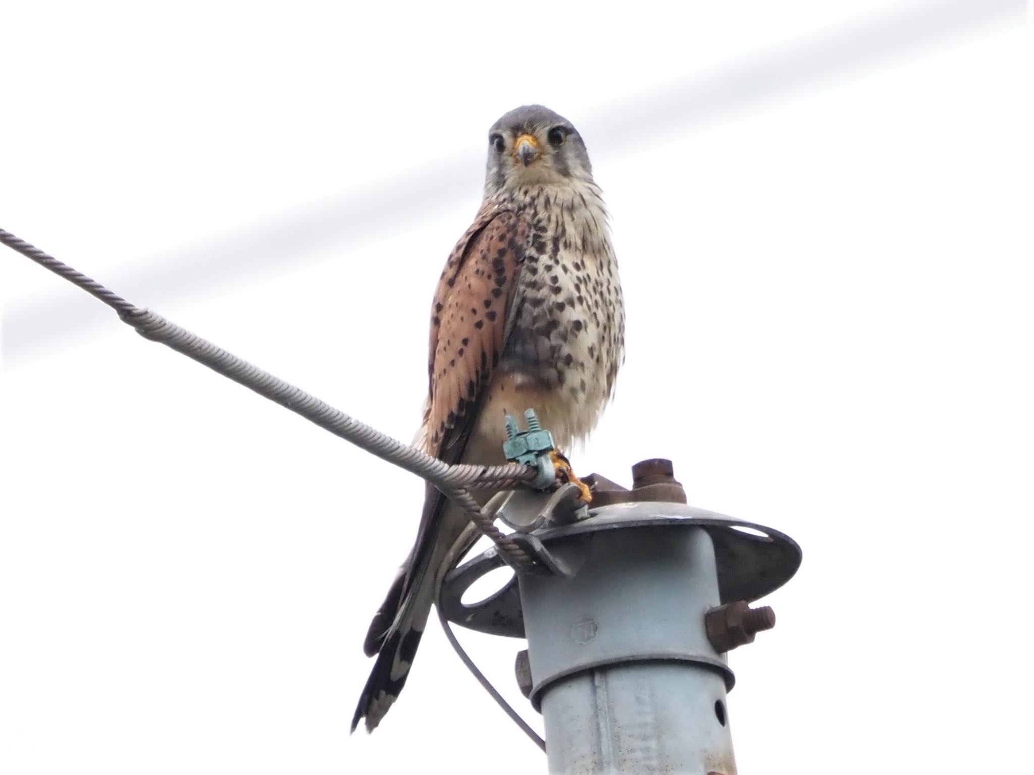 Common Kestrel