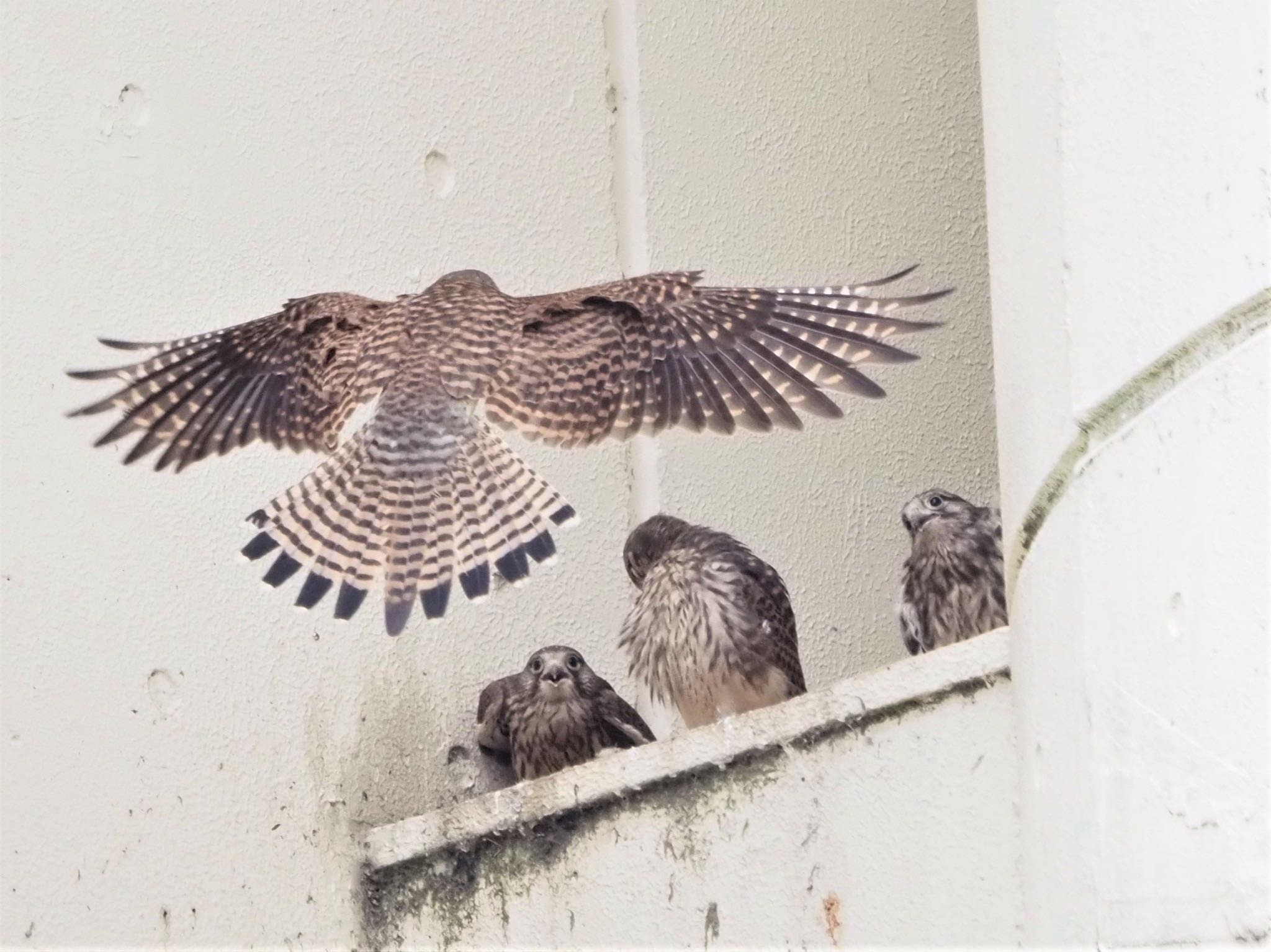 Common Kestrel