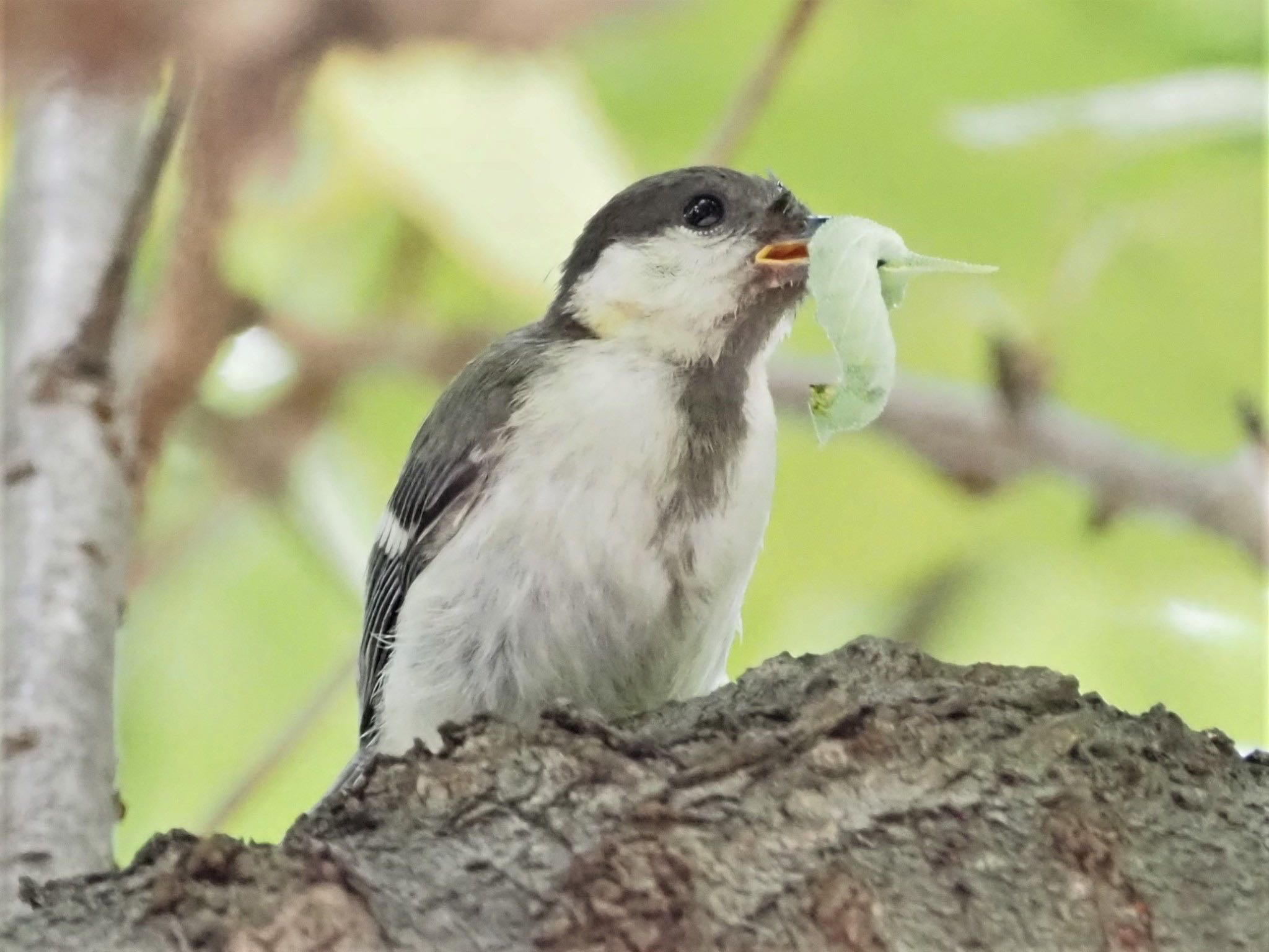 Japanese Tit