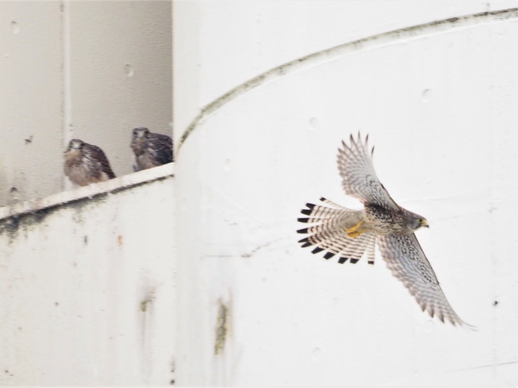 Common Kestrel