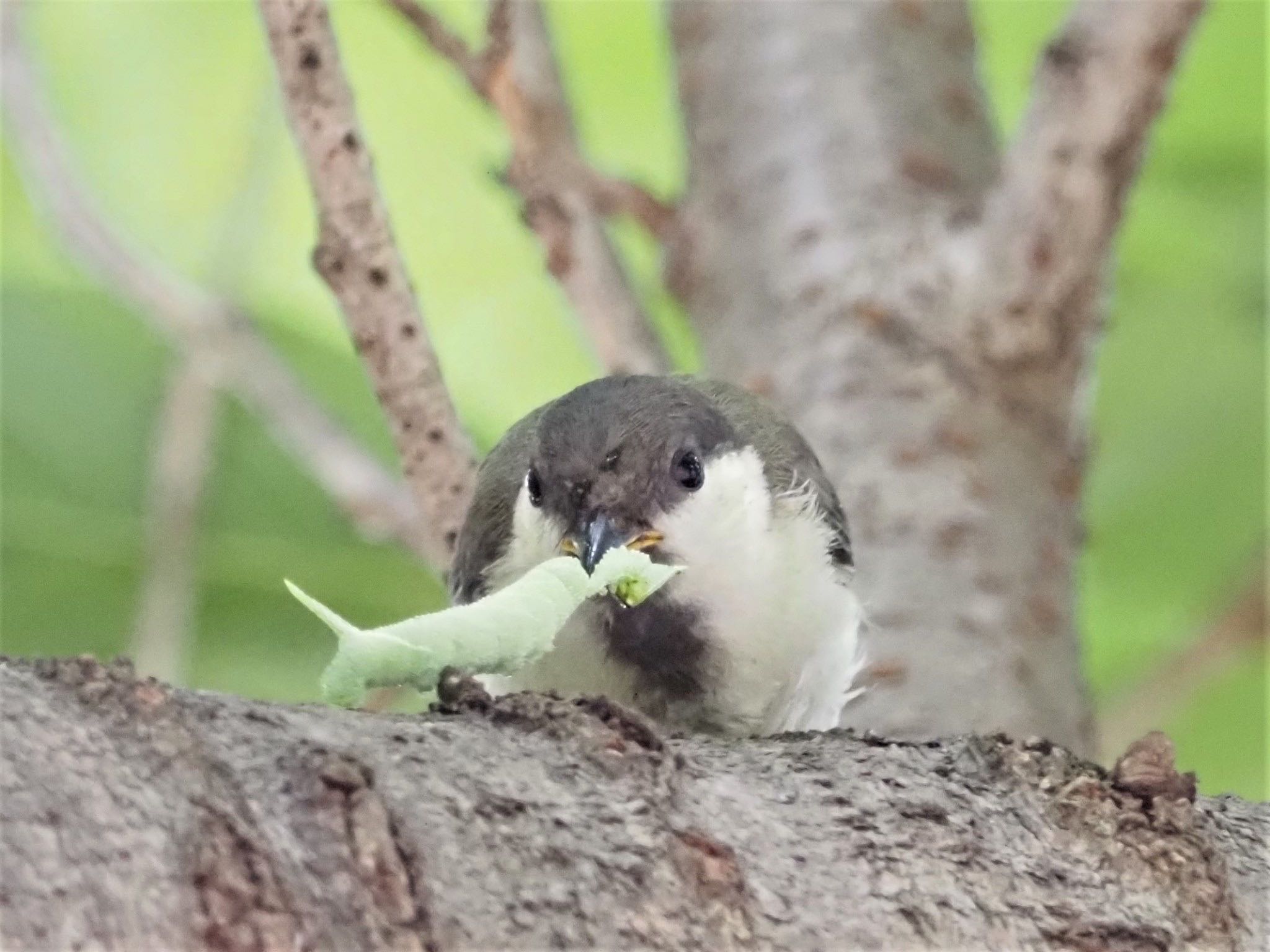 Japanese Tit