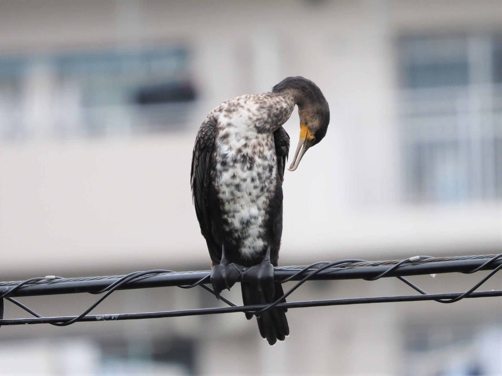 Great Cormorant