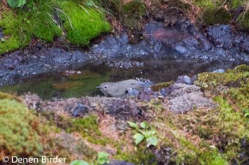 Red-flanked Bluetail Okuniwaso(Mt. Fuji) Sat, 6/11/2022