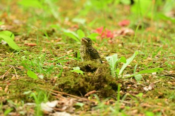 キビタキ 北海道 函館市 見晴公園 2022年6月17日(金)