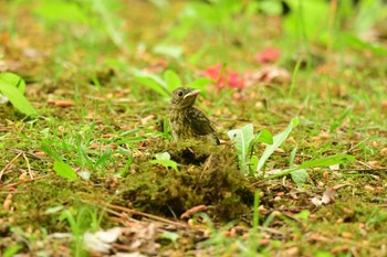 キビタキ 北海道 函館市 見晴公園 2022年6月17日(金)