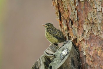 キビタキ 北海道 函館市 見晴公園 2022年6月17日(金)