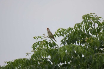 Oriental Reed Warbler 芥川 Sat, 6/18/2022