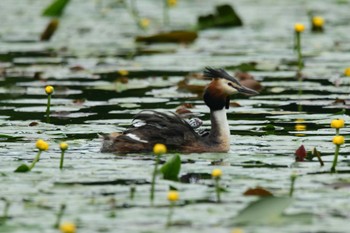 カンムリカイツブリ 大沼公園(北海道七飯町) 2022年6月17日(金)