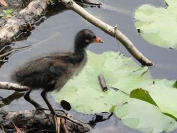 バン 平城第4号近隣公園 2022年6月19日(日)