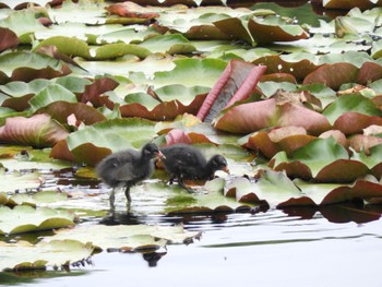 バン 平城第4号近隣公園 2022年6月19日(日)