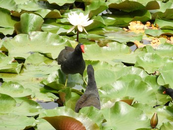 バン 平城第4号近隣公園 2022年6月19日(日)