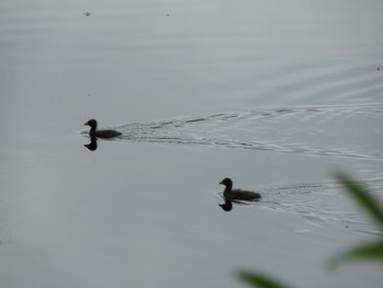 バン 平城第4号近隣公園 2022年6月19日(日)