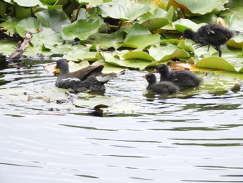 Sun, 6/19/2022 Birding report at 平城第4号近隣公園