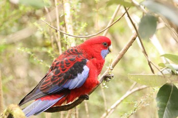 Crimson Rosella Unknown Spots Sat, 5/28/2022