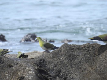 2022年6月19日(日) 大磯照ヶ崎海岸の野鳥観察記録