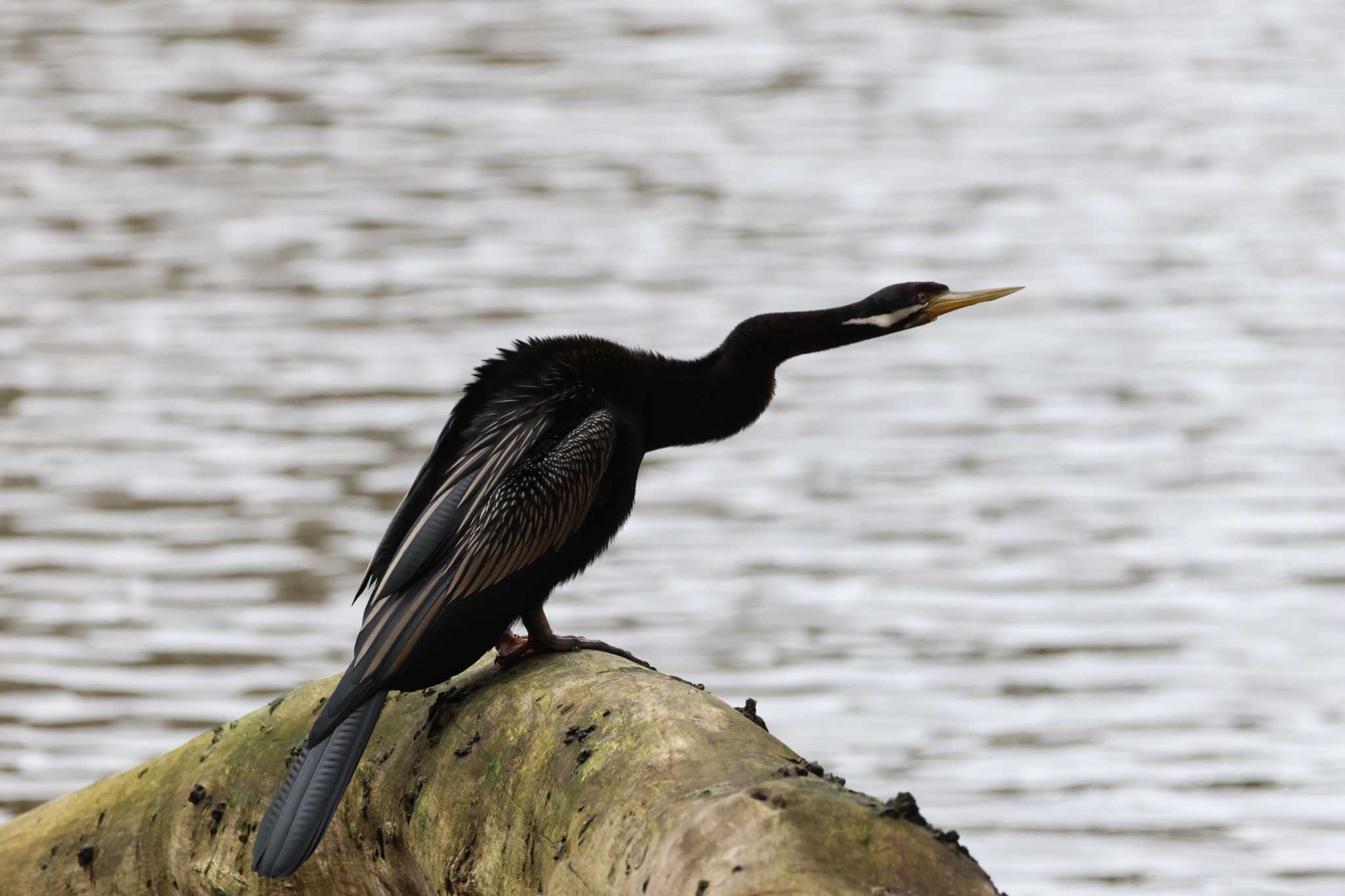 Photo of Australasian Darter at  by Mororo