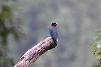 ブッポウソウ 天龍村 2022年6月16日(木)