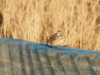 Water Pipit 千葉県印西市 Tue, 12/19/2017