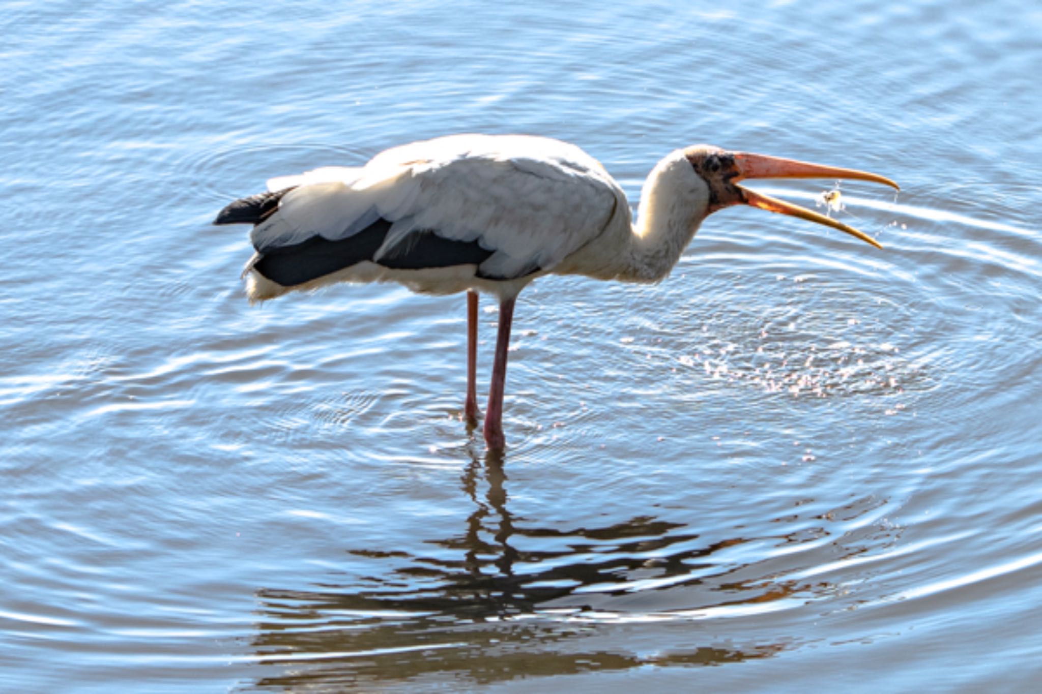 Milky Stork