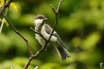 Japanese Tit 鶴見川 Sun, 6/19/2022