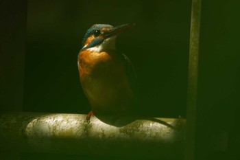 Common Kingfisher 鶴見川 Sun, 6/19/2022