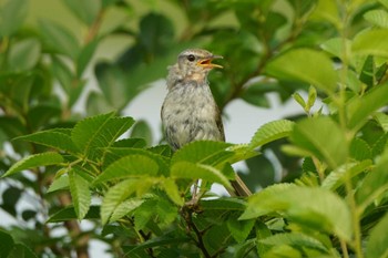 Japanese Bush Warbler 多摩川二ヶ領上河原堰 Sun, 6/19/2022