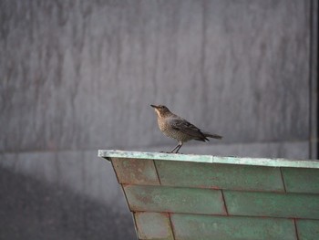 Blue Rock Thrush 出雲大社 Wed, 9/27/2017