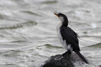 Little Pied Cormorant Unknown Spots Mon, 6/6/2022