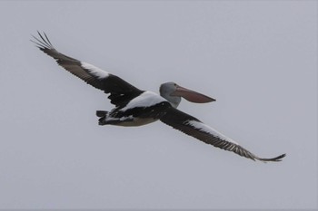 Australian Pelican Unknown Spots Mon, 6/6/2022