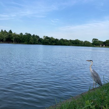 Grey Heron Mizumoto Park Sun, 6/19/2022