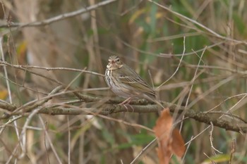 ビンズイ 滋賀県希望が丘文化公園 2018年1月4日(木)