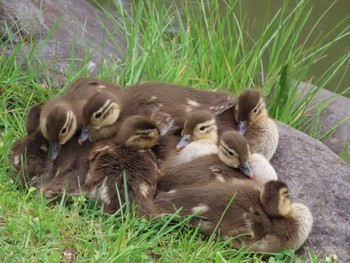 2022年6月19日(日) 中島公園の野鳥観察記録