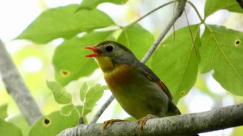 Red-billed Leiothrix Arima Fuji Park Sun, 6/19/2022