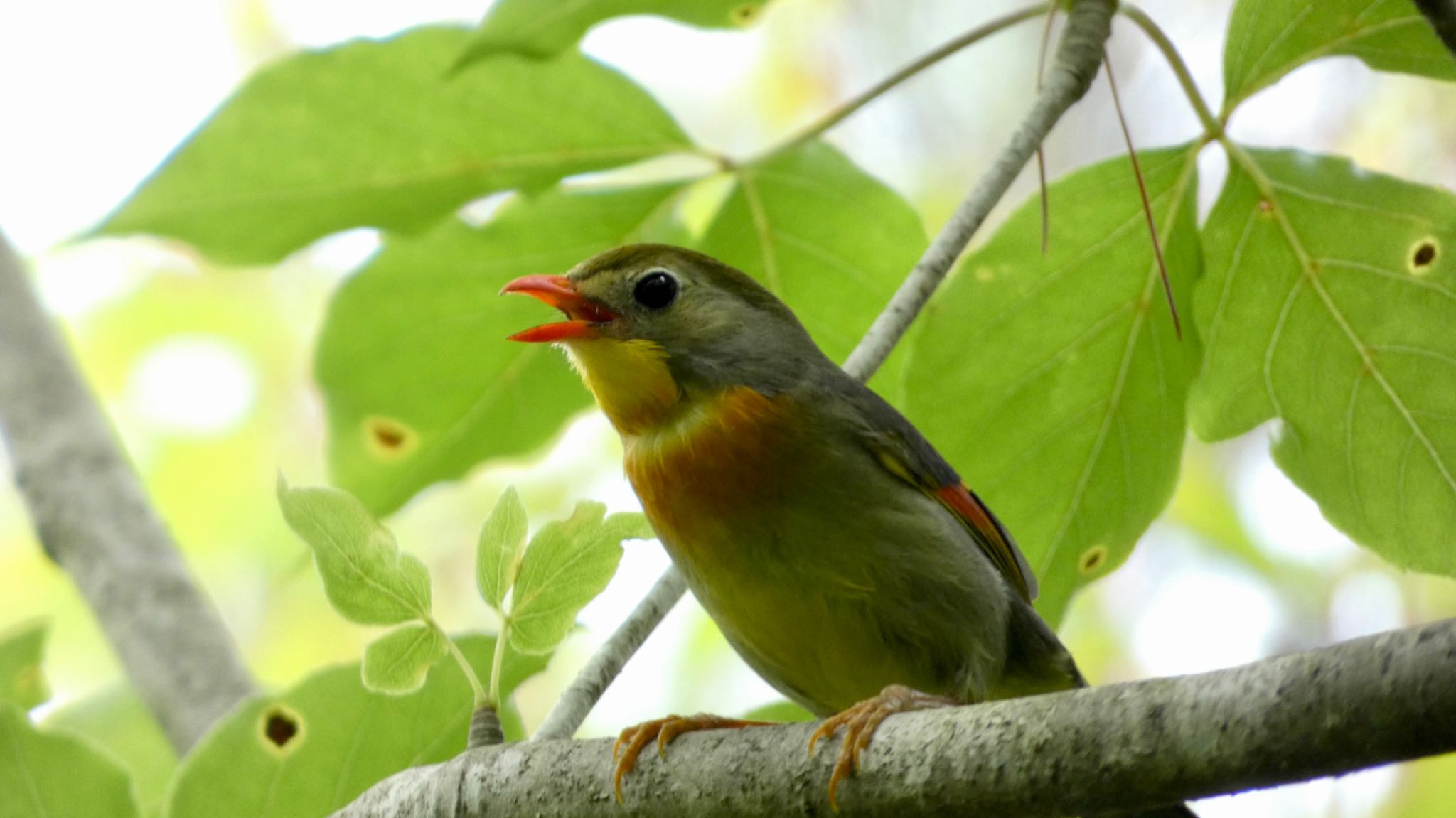 Photo of Red-billed Leiothrix at Arima Fuji Park by 洗濯バサミ