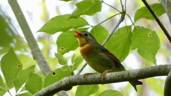 Red-billed Leiothrix Arima Fuji Park Sun, 6/19/2022