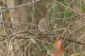 ビンズイ 滋賀県希望が丘文化公園 2018年1月4日(木)